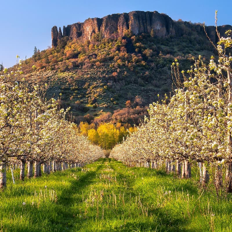 Flowering orchard rows in a green field leading toward a massive rocky mesa.